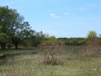 AL, Shkoder, Shkoder 30, Saxifraga-Hans Boll