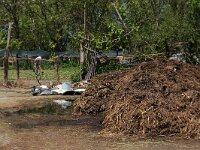 AL, Shkoder, Shkoder 42, Saxifraga-Hans Boll