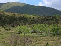 AL, Shkoder, Shkoder 44, Saxifraga-Hans Boll