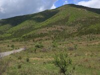 AL, Shkoder, Shkoder 45, Saxifraga-Hans Boll