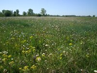 F, Allier, Agonges 24, Saxifraga-Dirk Hilbers