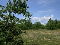 F, Aveyron, Causse du Larzac 12, Saxifraga-Dirk Hilbers