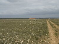 F, Bouches-du-Rhone, Saint Martin-de-Crau, Peau de Meau 27, Saxifraga-Willem van Kruijsbergen