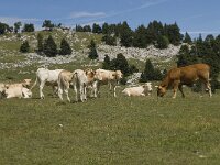 F, Drome, Treschenu-Creyers, Abri de l' Essaure 8, Saxifraga-Willem van Kruijsbergen