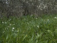 F, Haute-Loire, Cayres 9, Saxifraga-Willem van Kruijsbergen