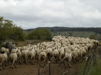 F, Lozere, Florac, Causse de Mejean 17, Saxifraga-Marijke Verhagen