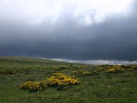 F, Lozere, Pont-de-Montvert, Mont Lozere 9, Saxifraga-Dirk Hilbers