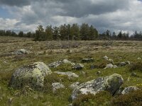 F, Lozere, Saint-Etienne-du-Valdonnez 13, Saxifraga-Marijke Verhagen