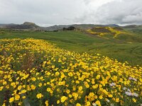 I, Caltanissetta, Butera 2, Saxifraga-Hans Dekker