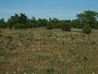 S, Oland, Morbylanga, Stenasa 4, Saxifraga-Marjan van der Heiden