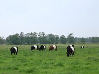 NL, Drenthe, Aa en Hunze, Drentsche Aa 93, Saxifraga-Hans Boll