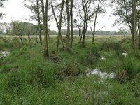 NL, Drenthe, Aa en Hunze, Gasterse Duinen 7, Saxifraga-Tom Heijnen