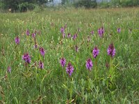 NL, Drenthe, Westerveld, Havelterberg 32, Saxifraga-Hans Dekker