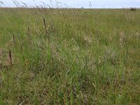 NL, Friesland, Dongeradeel, Bantpolder 4, Saxifraga-Hans Boll