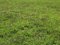 NL, Friesland, Dongeradeel, Zoutkamperplaat 2, Saxifraga-Hans Boll