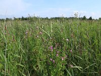 NL, Friesland, Dongeradeel, Zoutkamperplaat 47, Saxifraga-Hans Boll