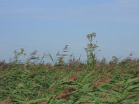 NL, Friesland, Dongeradeel, Zoutkamperplaat 5, Saxifraga-Hans Boll
