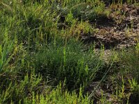 NL, Friesland, Dongeradeel, Zoutkamperplaat 59, Saxifraga-Hans Boll