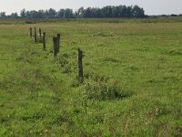 NL, Friesland, Dongeradeel, Zoutkamperplaat 66, Saxifraga-Hans Boll