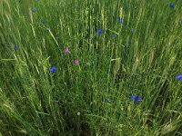 NL, Gelderland, Brummen, Cortenoever 11, Saxifraga-Hans Boll