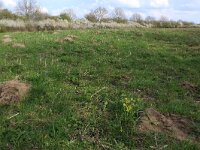 NL, Gelderland, Brummen, Cortenoever 41, Saxifraga-Hans Boll