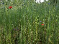 NL, Gelderland, Brummen, Cortenoever 6, Saxifraga-Hans Boll
