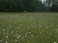 NL, Gelderland, Culemborg, Goilberdingerwaard 15, Saxifraga-Willem van Kruijsbergen