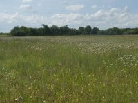 NL, Gelderland, Culemborg, Goilberdingerwaard 16, Saxifraga-Willem van Kruijsbergen