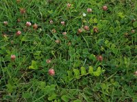 NL, Gelderland, Druten, Afferdensche en Deestsche Waarden 14, Saxifraga-Hans Boll