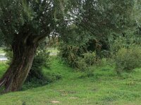 NL, Gelderland, Druten, Afferdensche en Deestsche Waarden 21, Saxifraga-Hans Boll