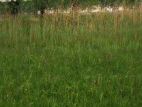 NL, Gelderland, Ede, Bennekomse Meent 8, Saxifraga-Hans Boll