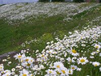 NL, Gelderland, Lingewaard, Bemmelsche en Gendtsche Waard 6, Saxifraga-Henk Sierdsema