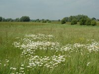 NL, Gelderland, Lochem, De Ravenswaarden, Grote Blokken 12, Saxifraga-Willem van Kruijsbergen