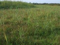 NL, Groningen, De Marne, Ballastplaat 26, Saxifraga-Hans Boll