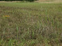 NL, Groningen, De Marne, Ballastplaat 4, Saxifraga-Hans Boll