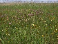NL, Groningen, De Marne, Ballastplaat 6, Saxifraga-Hans Boll