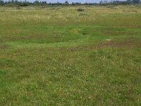 NL, Groningen, De Marne, De Rug 2, Saxifraga-Hans Boll