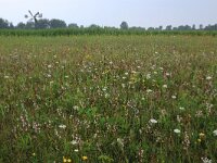 NL, Groningen, De Marne, Robbenoord 3, Saxifraga-Hans Boll