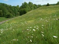 NL, Limburg, Voerendaal, Putberg 2, Saxifraga-Willem van Kruijsbergen