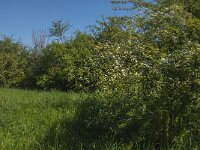 NL, Noord-Brabant, Boxmeer, Zoetepasweiden 15, Saxifraga-Jan van der Straaten