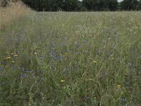 NL, Noord-Brabant, Goirle, Landgoed De Hoevens 115, Saxifraga-Willem van Kruijsbergen