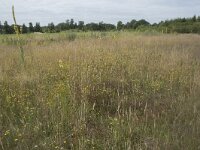 NL, Noord-Brabant, Goirle, Landgoed De Hoevens 75, Saxifraga-Willem van Kruijsbergen