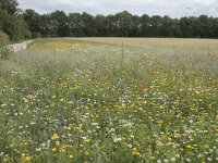 NL, Noord-Brabant, Goirle, Landgoed De Hoevens 76, Saxifraga-Willem van Kruijsbergen