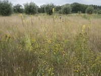 NL, Noord-Brabant, Goirle, Landgoed De Hoevens 78, Saxifraga-Willem van Kruijsbergen