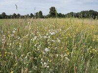 NL, Noord-Brabant, Goirle, Landgoed De Hoevens 80, Saxifraga-Willem van Kruijsbergen