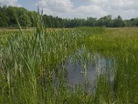 NL, Noord-Brabant, Tilburg, Nieuwe Tiend 12, Saxifraga-Jan van der Straaten