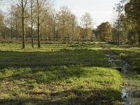 NL, Noord-Brabant, Valkenswaard, Pelterheggen 15, Saxifraga-Jan van der Straaten