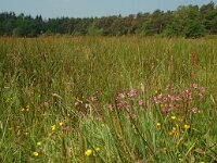 NL, Overijssel, Ommen, Junner Koeland 16, Saxifraga-Willem van Kruijsbergen