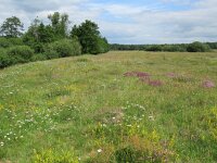 NL, Overijssel, Ommen, Junner Koeland 50, Saxifraga-Mark Zekhuis