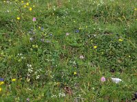SLO, Osrednjeslovenska, Kamnik, Velika Planina Kamnik 3, Saxifraga-Hans Dekker